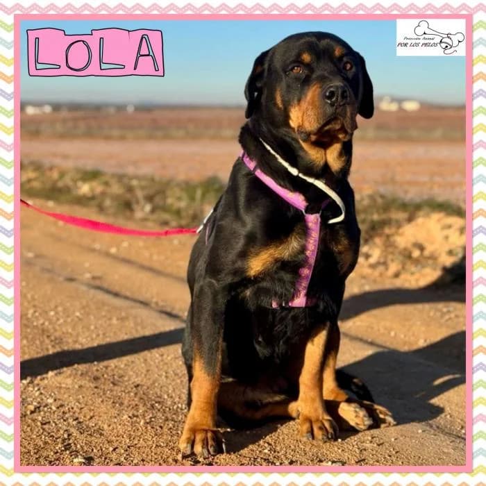 Lola, female Rottweiler for adoption at Protectora por los pelos