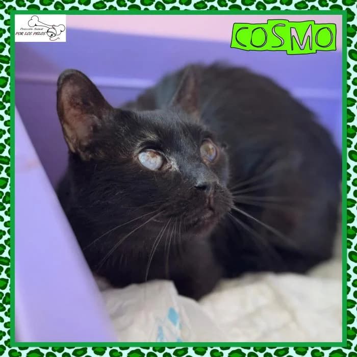 Cosmo, male European Shorthair for adoption at Protectora por los pelos
