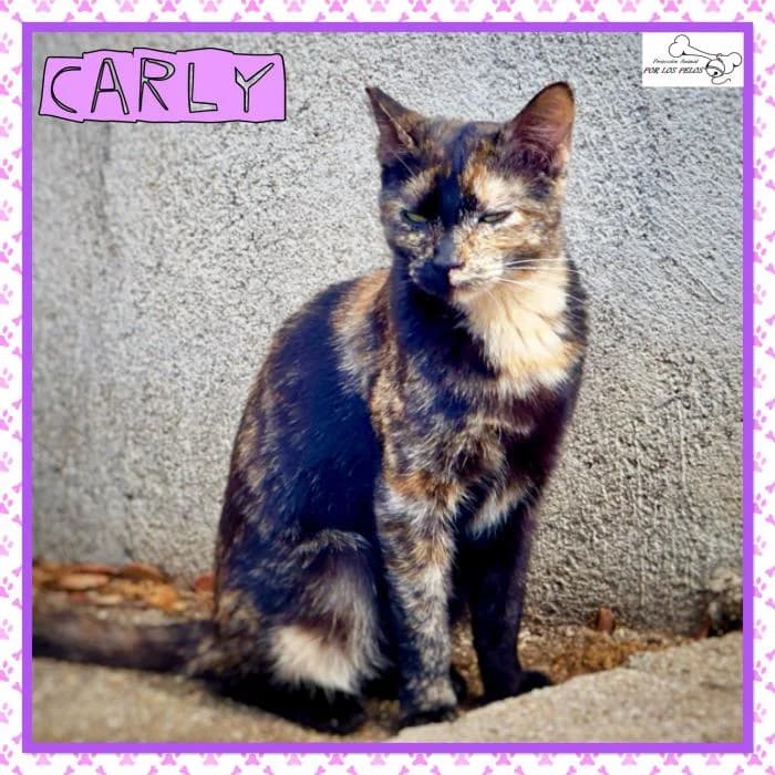 Carly, female mixed breed for adoption at Protectora por los pelos