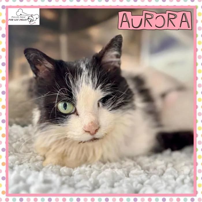 Aurora, female European Shorthair for adoption at Protectora por los pelos