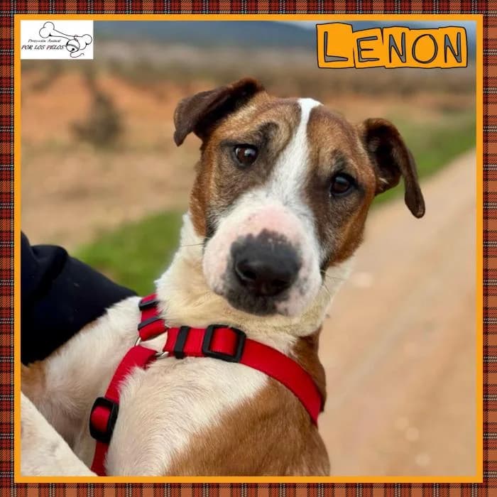 Lenon, male Mixed Breed for adoption at Protectora por los pelos
