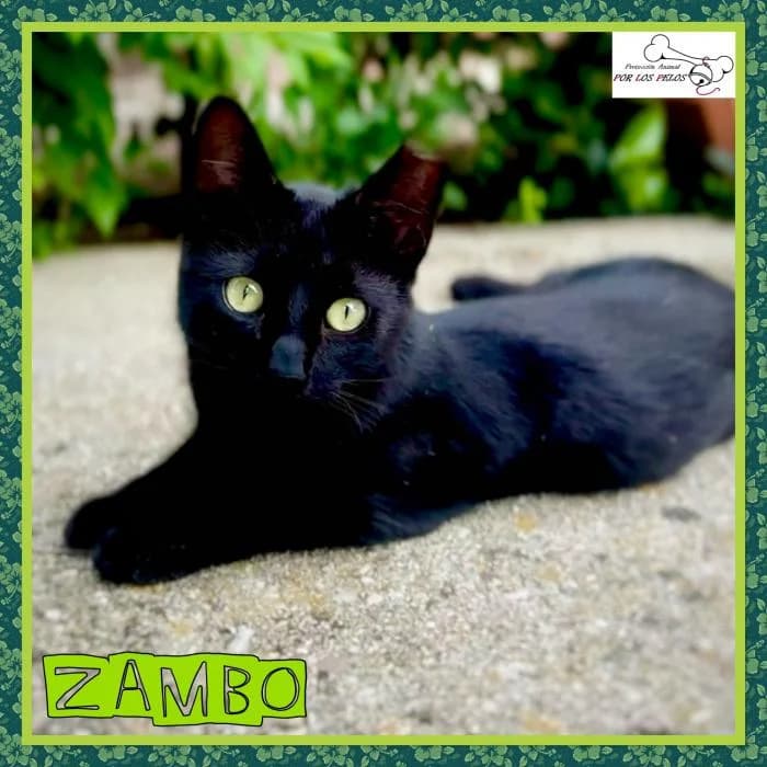 Zambo, male European Shorthair for adoption at Protectora por los pelos
