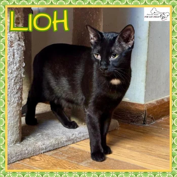 Lioh, male European Shorthair for adoption at Protectora por los pelos