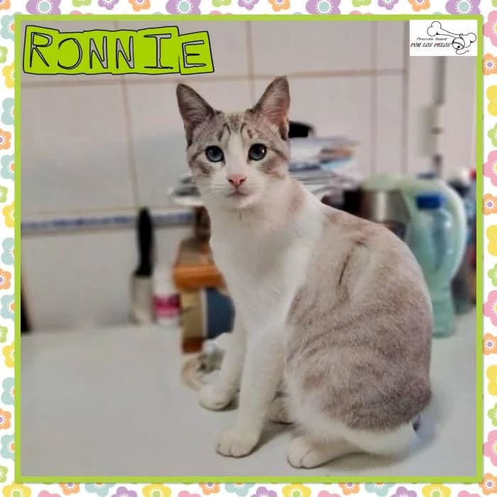 Ronnie, male mixed breed for adoption at Protectora por los pelos