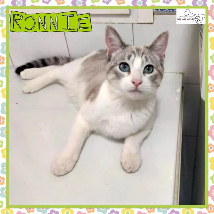 Ronnie, male mixed breed for adoption at Protectora por los pelos