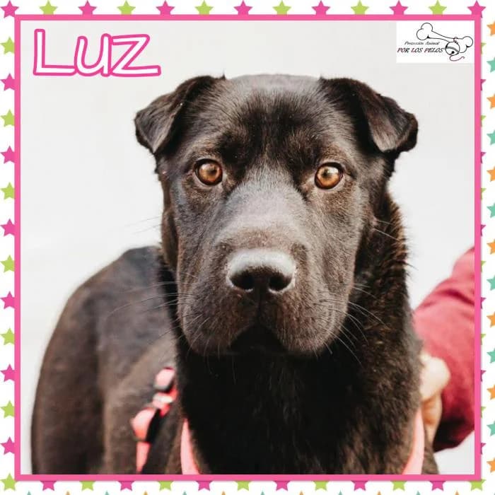 Luz, female Shar Pei for adoption at Protectora por los pelos