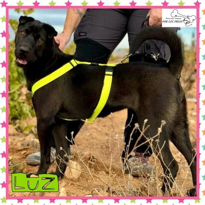 Luz, female Shar Pei for adoption at Protectora por los pelos