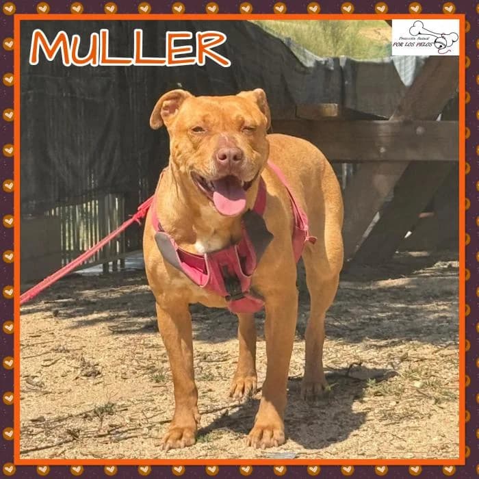 Muller, female Pit Bull Terrier for adoption at Protectora por los pelos