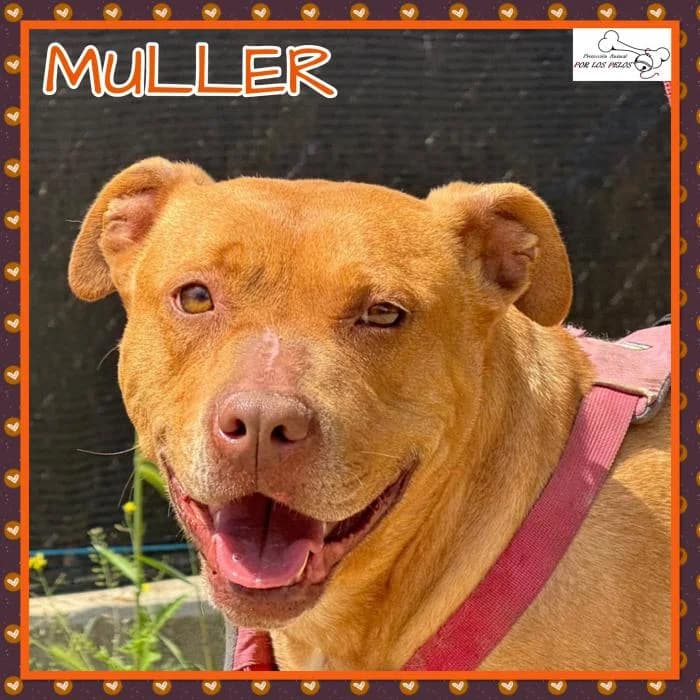 Muller, female Pit Bull Terrier for adoption at Protectora por los pelos