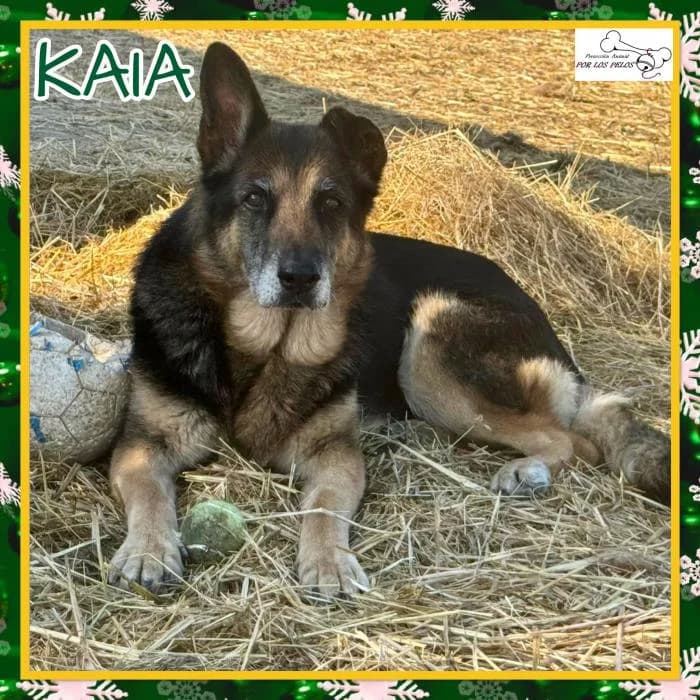 Kaia, female Mixed Breed for adoption at Protectora por los pelos