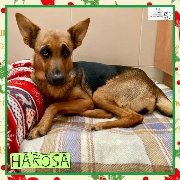 Harosa, female Mixed Breed for adoption at Protectora por los pelos