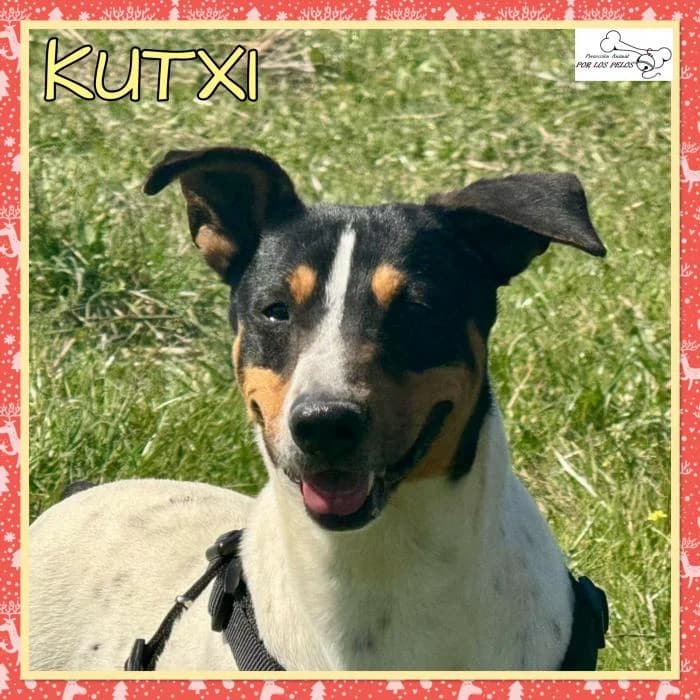 Kutxi, male mixed breed for adoption at Protectora por los pelos