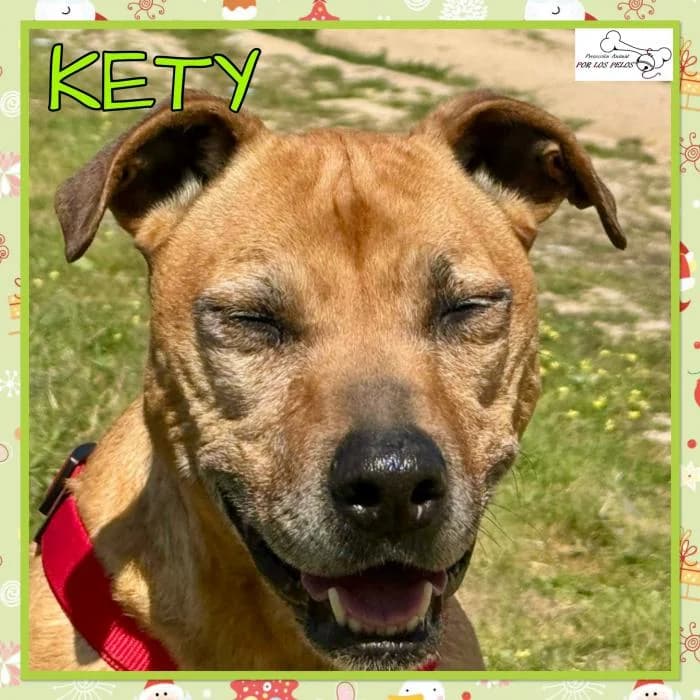 Kety, female Mixed Breed for adoption at Protectora por los pelos
