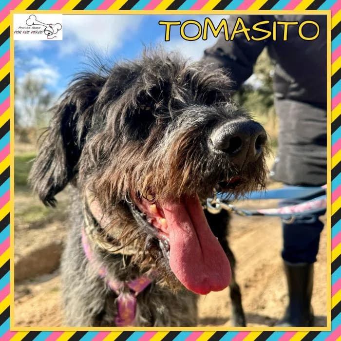 Tomasito, male mixed breed for adoption at Protectora por los pelos