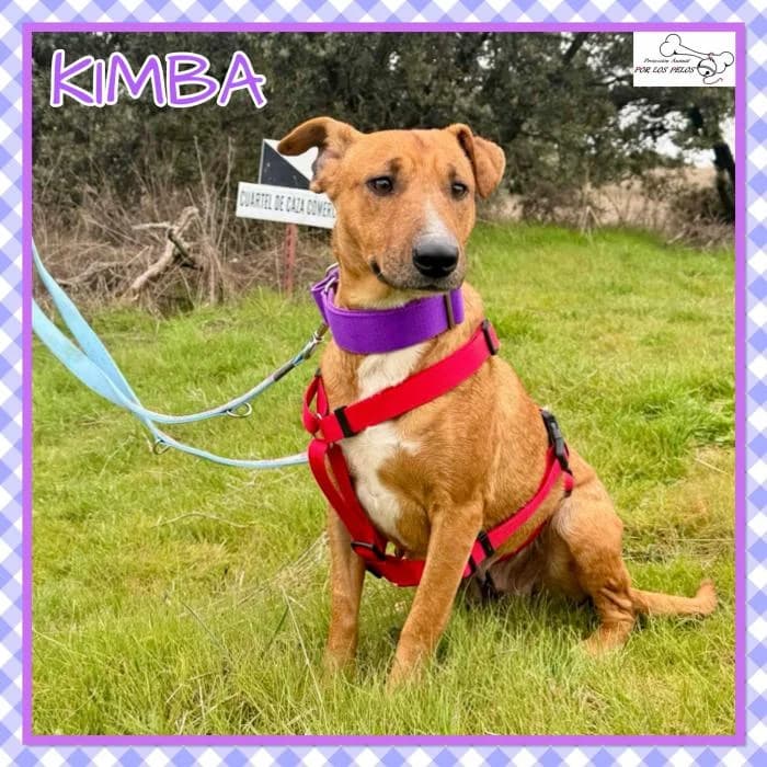 Kimba, female Mixed Breed for adoption at Protectora por los pelos