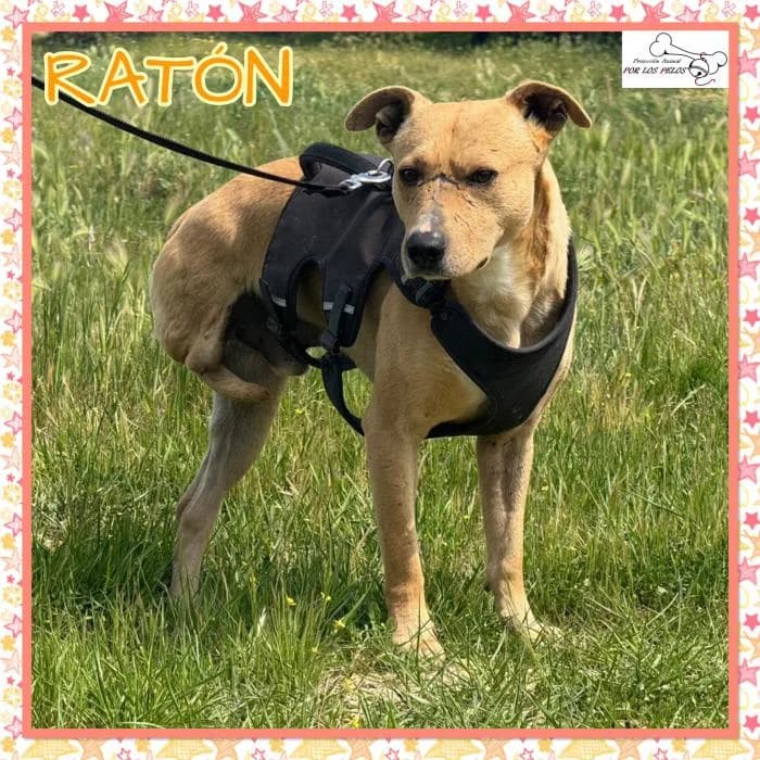 Rat�n, male Mixed Breed for adoption at Protectora por los pelos