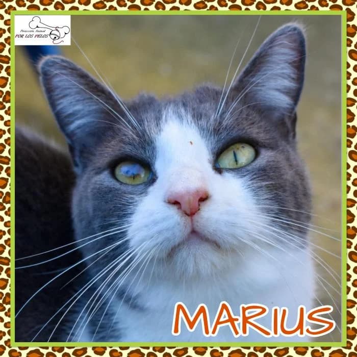 Marius, male European Shorthair for adoption at Protectora por los pelos