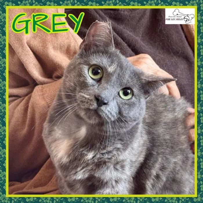 Grey, female Russian Blue for adoption at Protectora por los pelos