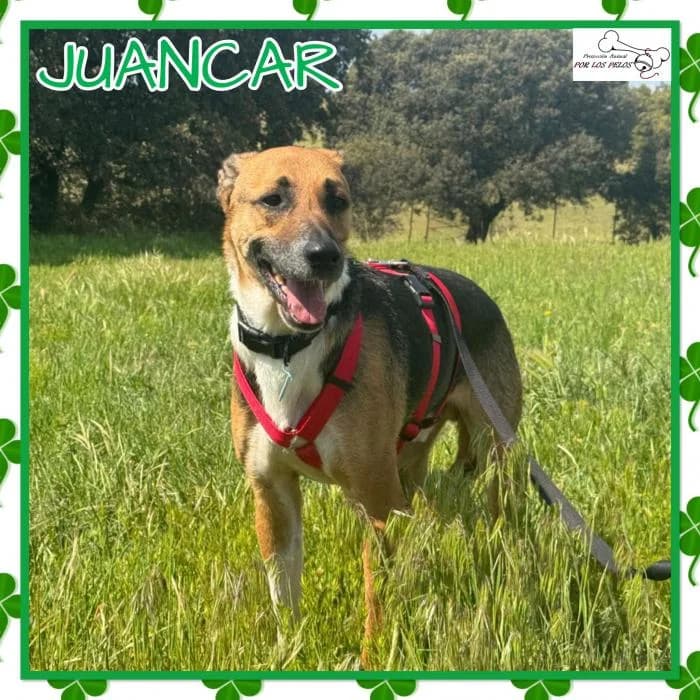 Juancar, male Mixed Breed for adoption at Protectora por los pelos
