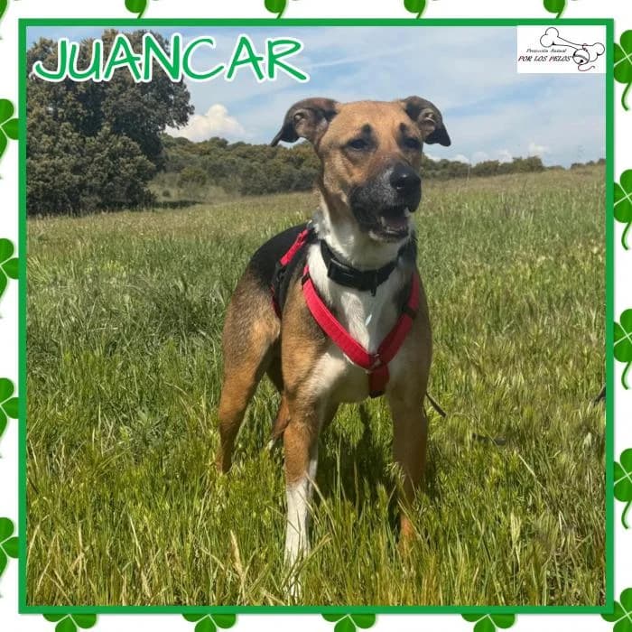 Juancar, male Mixed Breed for adoption at Protectora por los pelos