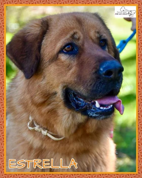 Estrella, female Mixed Breed for adoption at Protectora por los pelos