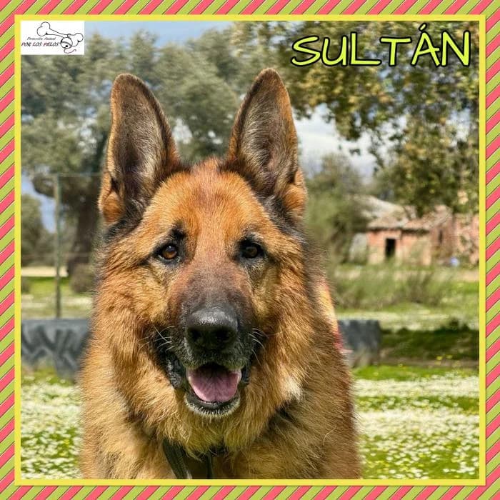 Sultan, male mixed breed for adoption at Protectora por los pelos