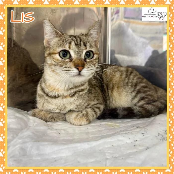 L�s, female European Shorthair for adoption at Protectora por los pelos