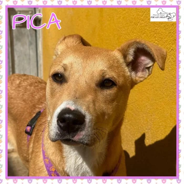 Pica, female Mixed Breed for adoption at Protectora por los pelos