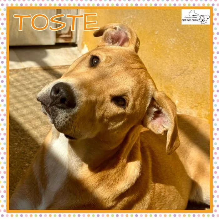 Toste, male Mixed Breed for adoption at Protectora por los pelos