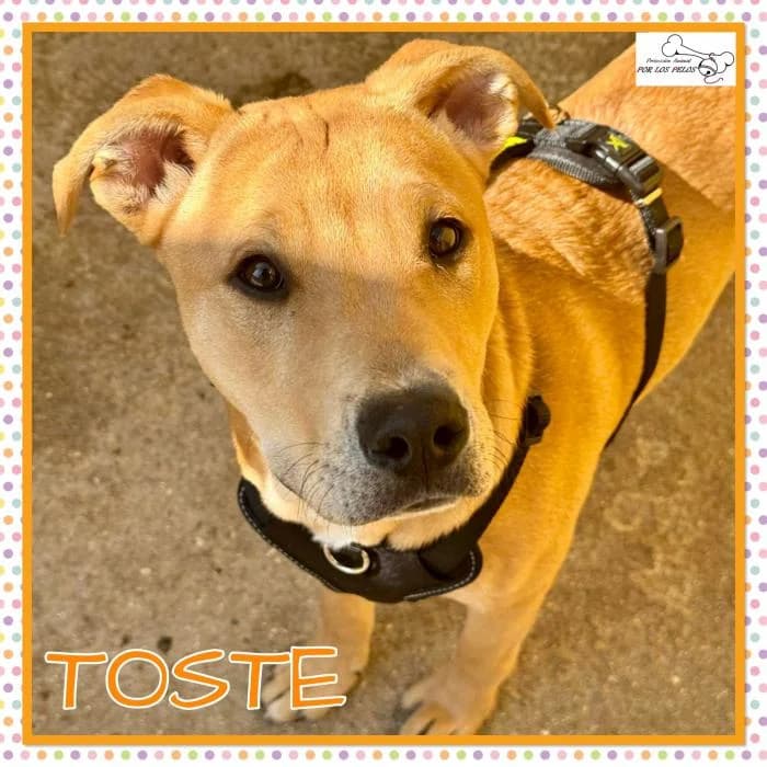 Toste, male Mixed Breed for adoption at Protectora por los pelos