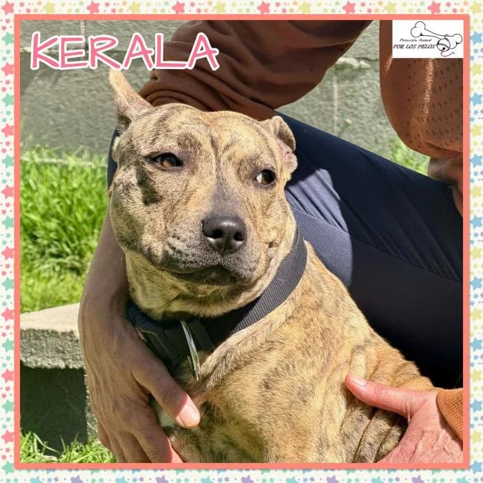 Kerala, female Mixed Breed for adoption at Protectora por los pelos