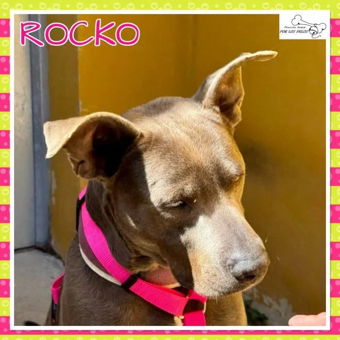 Rocko, male Pit Bull Terrier for adoption at Protectora por los pelos