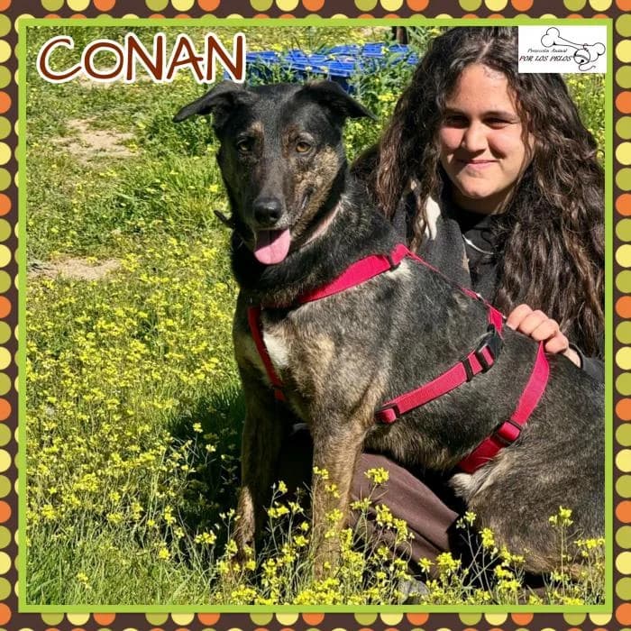 Conan, male Mixed Breed for adoption at Protectora por los pelos