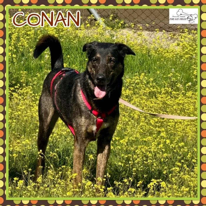 Conan, male Mixed Breed for adoption at Protectora por los pelos