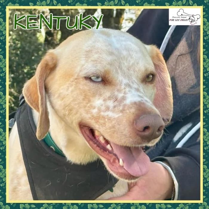 Kentuky, male Mixed Breed for adoption at Protectora por los pelos