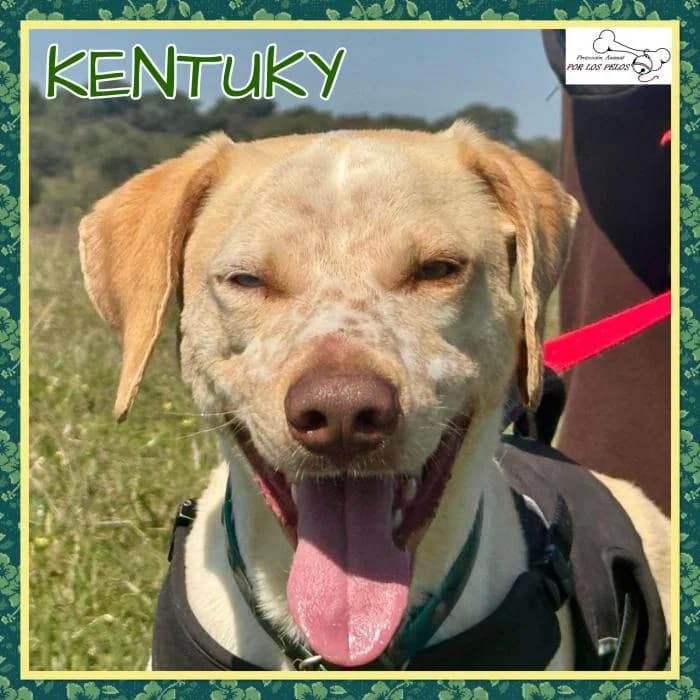 Kentuky, male Mixed Breed for adoption at Protectora por los pelos