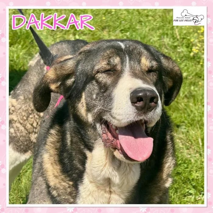Dakkar, female mixed breed for adoption at Protectora por los pelos