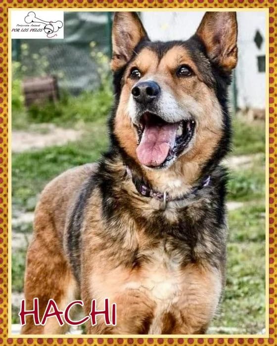 Hachi, male mixed breed for adoption at Protectora por los pelos