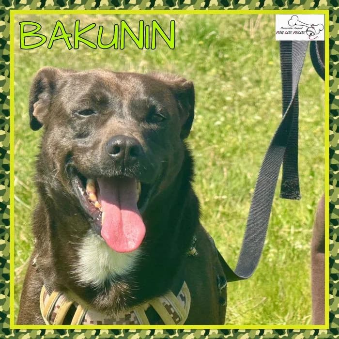 Bakunin, male Mixed Breed for adoption at Protectora por los pelos