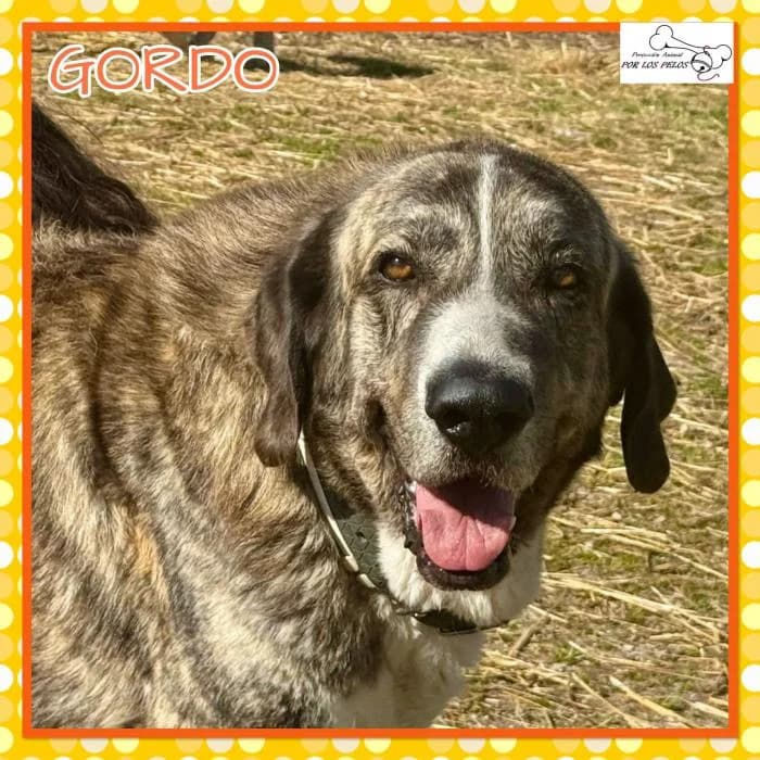 Gordo, male mixed breed for adoption at Protectora por los pelos