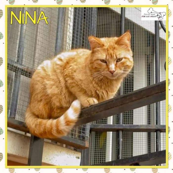 Nina, female European Shorthair for adoption at Protectora por los pelos
