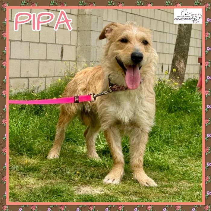 Pipa, female Mixed Breed for adoption at Protectora por los pelos