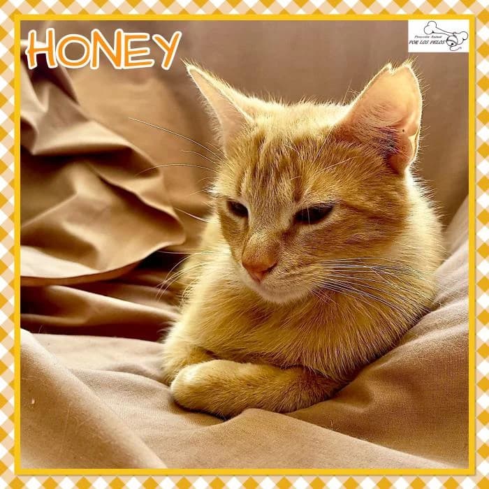 Honey, male European Shorthair for adoption at Protectora por los pelos