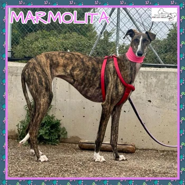 Marmolita, female Galgo Español for adoption at Protectora por los pelos
