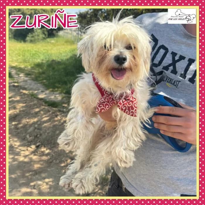 Zuri�e, female Bichon Frisé for adoption at Protectora por los pelos