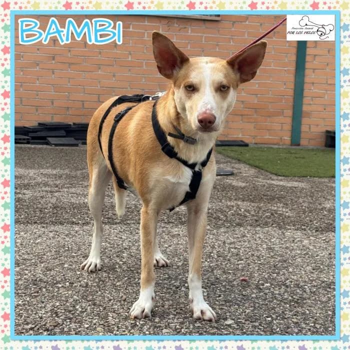 Bambi, male Podenco for adoption at Protectora por los pelos