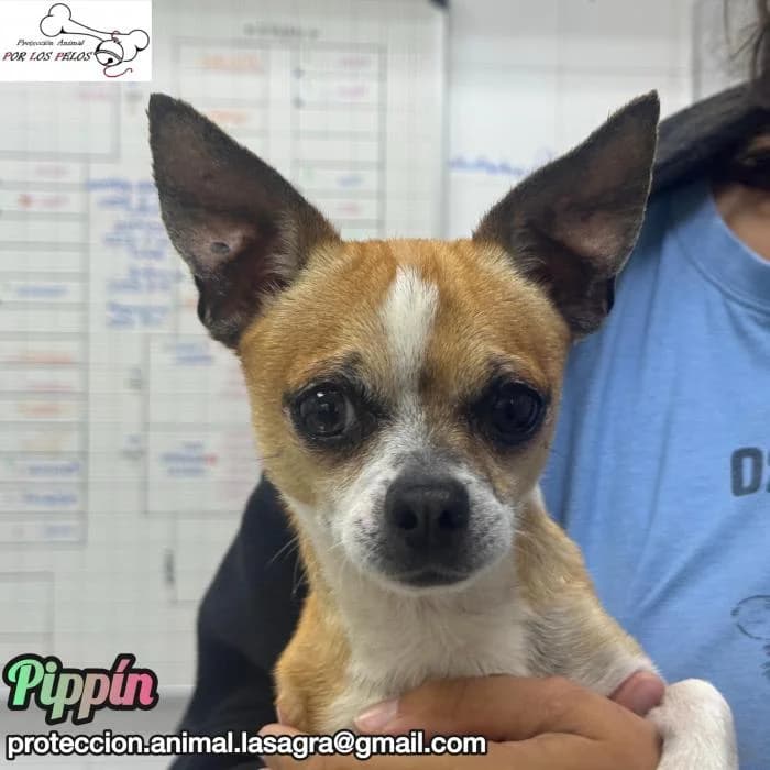 Pipp�n, male Chihuahua for adoption at Protectora por los pelos