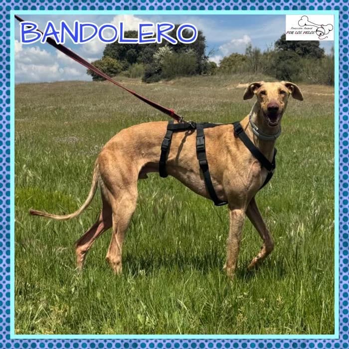 Bandolero, male Galgo Español for adoption at Protectora por los pelos