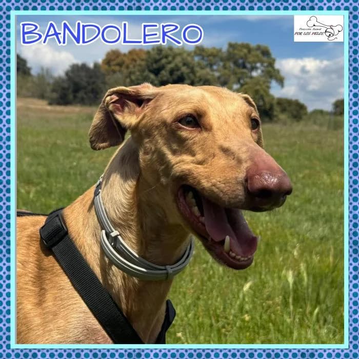 Bandolero, male Galgo Español for adoption at Protectora por los pelos