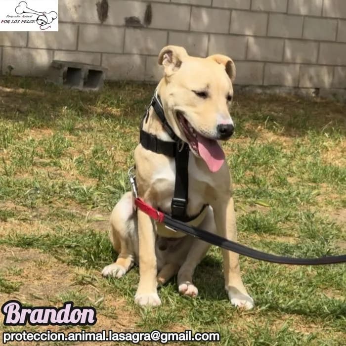 Brandon, Mixed Breed (Protectora por los pelos)